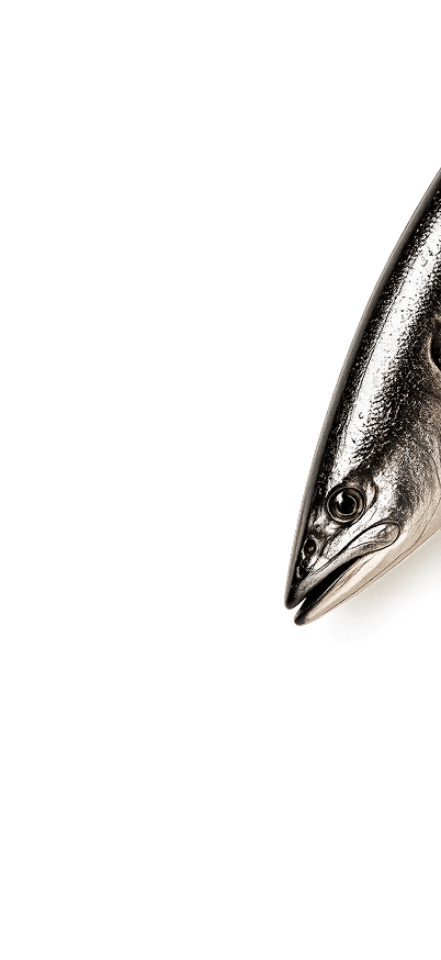 Fresh sleek fish